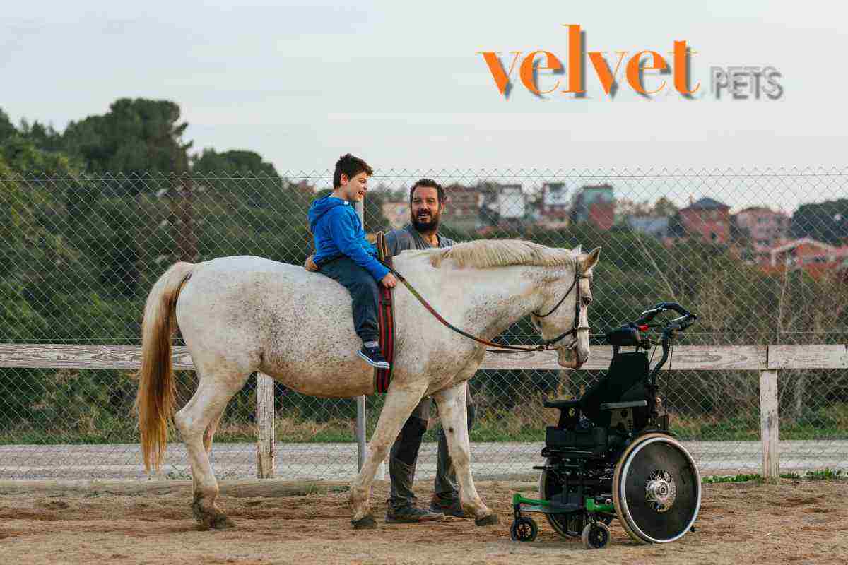 Ippoterapia cavallo come funziona benefici malattia