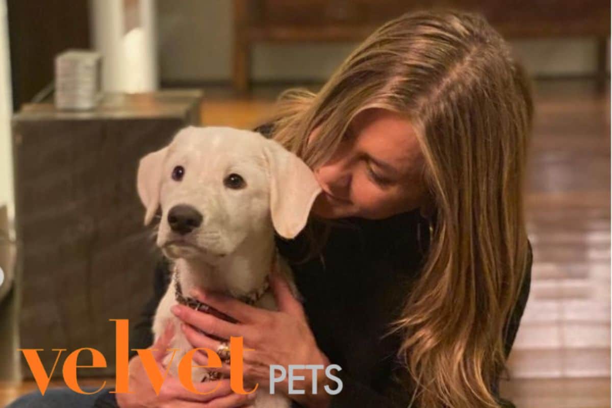 Ojalá lo fuera: Jennifer Aniston habla de su relación con sus perros