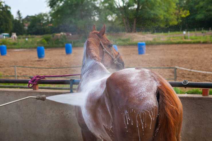 Evitare problemi di caldo al cavallo