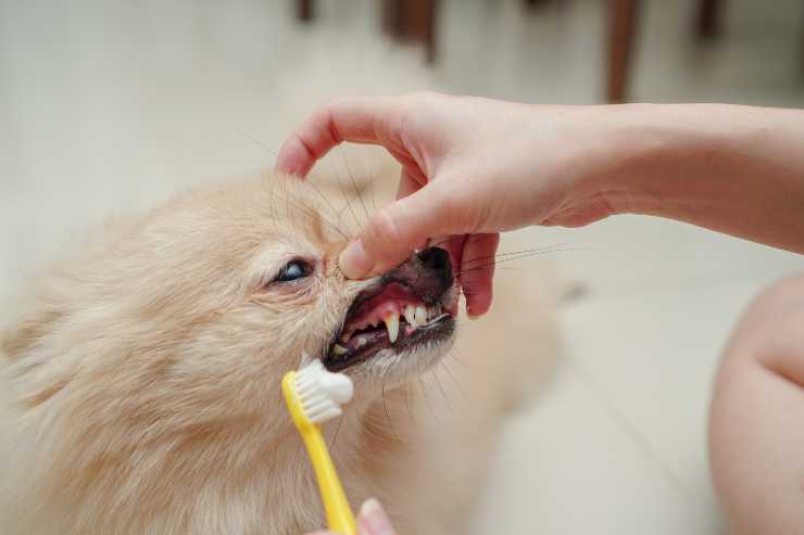 Igiene dentale
