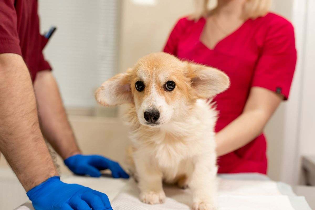 Cosa è la leishmaniosi e come curare il tuo cane