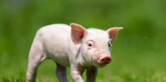 Il pregio del maialino nano