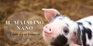 maialino nano in italia cosa fare per adottarlo