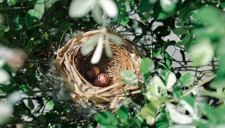 Nido uccellini sul balcone cosa fare