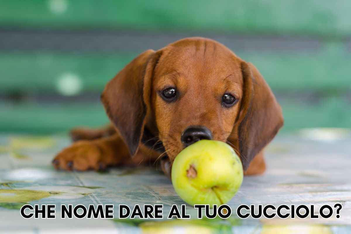 come scegliere il nome per il cane