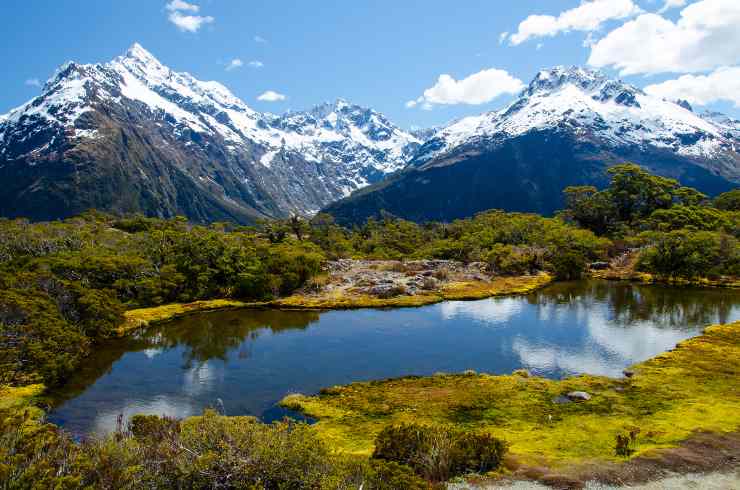 kiwi animale simbolo della Nuova Zelanda