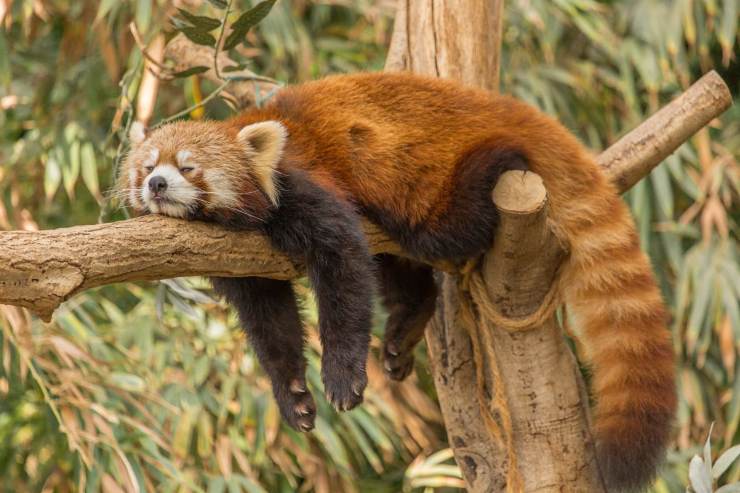 Scopri tutte le caratteristiche e le curiosità del panda rosso