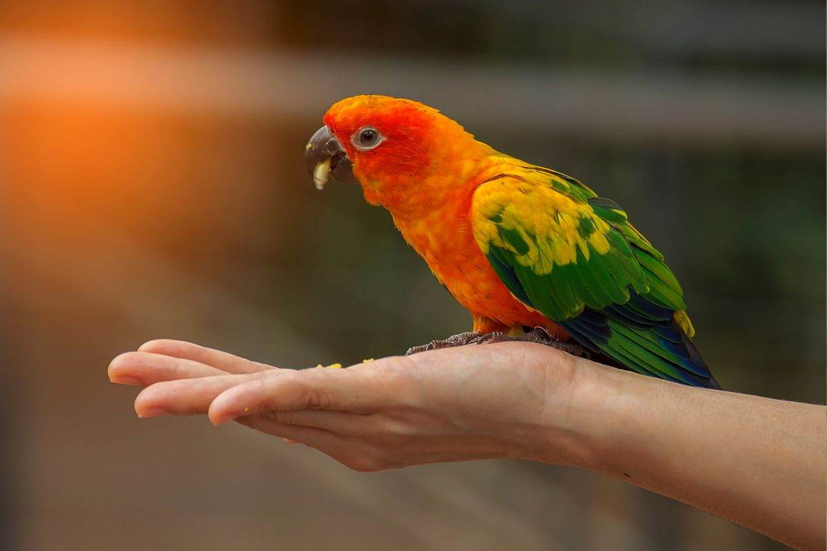 pappagalli che si strappano le piume cause e come intervenire