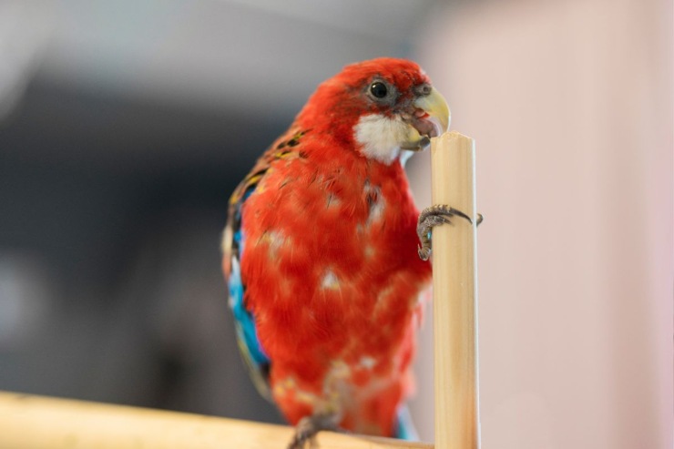 Cause e sintomi dello strappo delle piume dei pappagalli