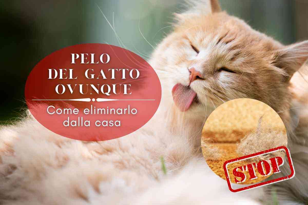 pelo gatto casa come eliminarlo 4 trucchi