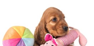Giochi per il cane