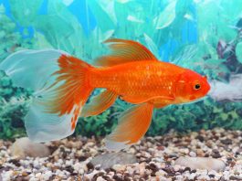 Pesce rosso dimensioni acquario e curiosità