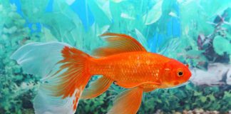 Pesce rosso dimensioni acquario e curiosità