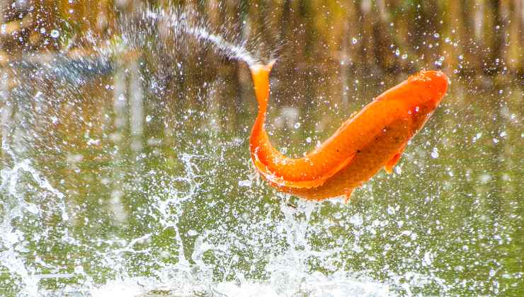 Pesce rosso dimensioni acquario e curiosità