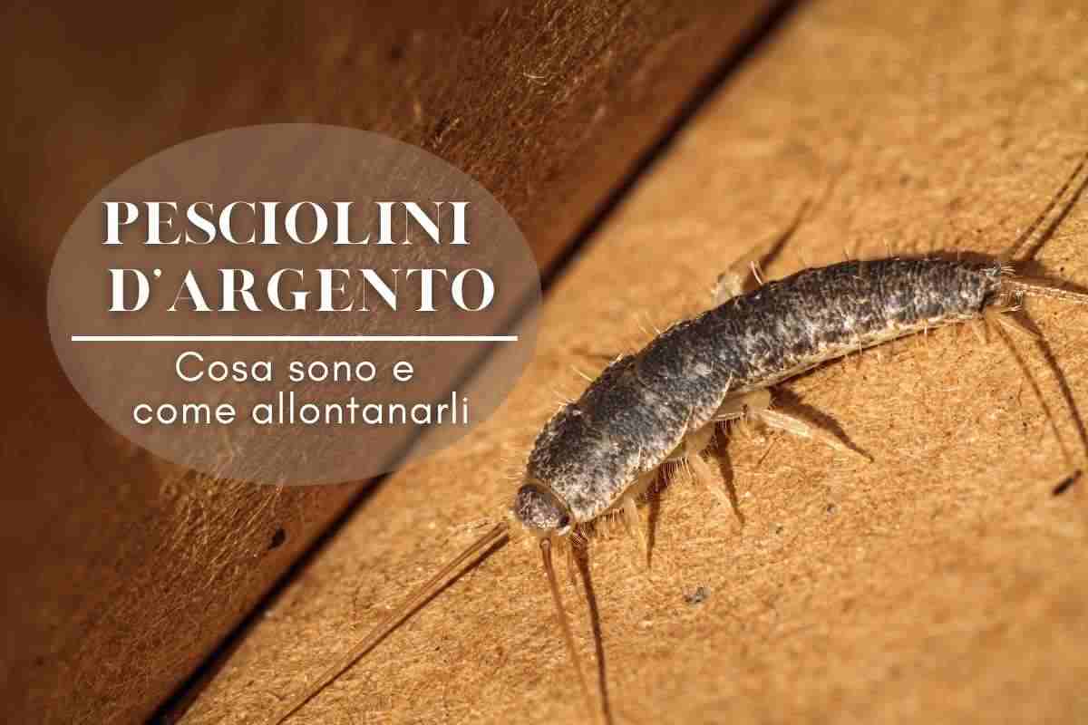 pesciolini argento come eliminarli