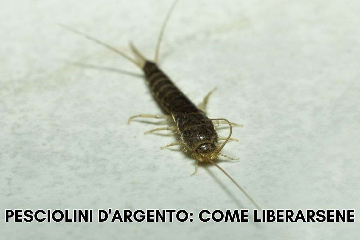 pesciolini d'argento