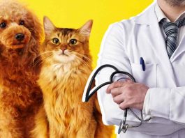 Pet therapy benefici vantaggi