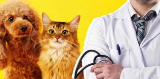 Pet therapy benefici vantaggi