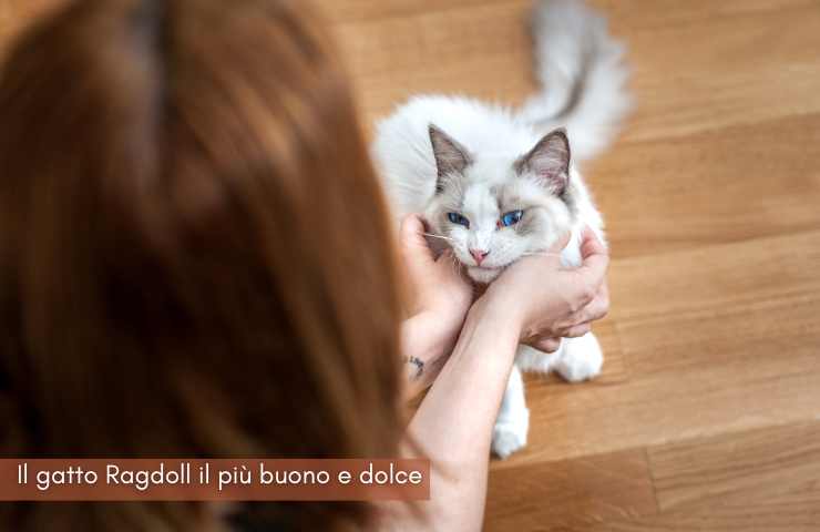 gatto buono docile ragdoll