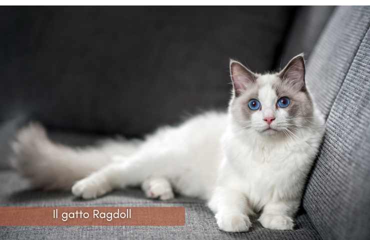 gatto buono docile ragdoll