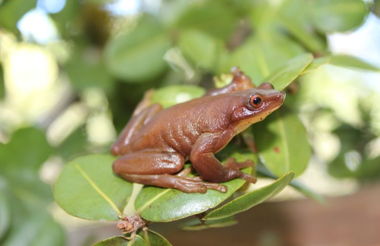 raganella impollinatrice anfibio