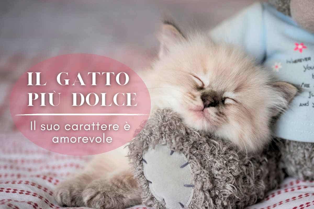 gatto buono docile ragdoll