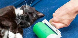 peli gatto casa consigli