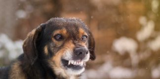 Cane che ringhia motivi significati