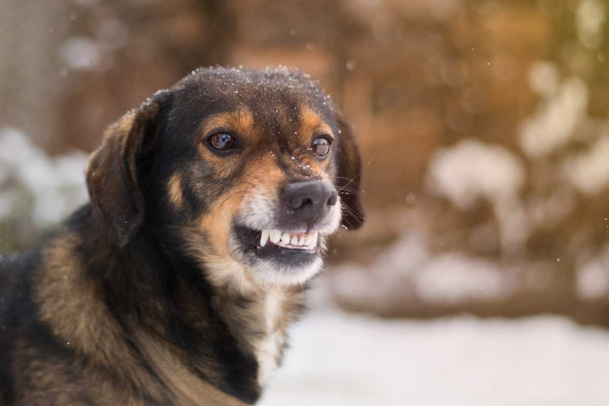 Cane che ringhia motivi significati