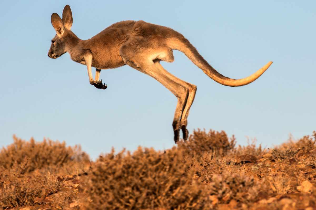Il nuovo studio sul salto dei canguri: cosa è successo