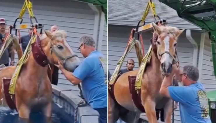 salvataggio cavallo caduto in acqua vigili del fuoco