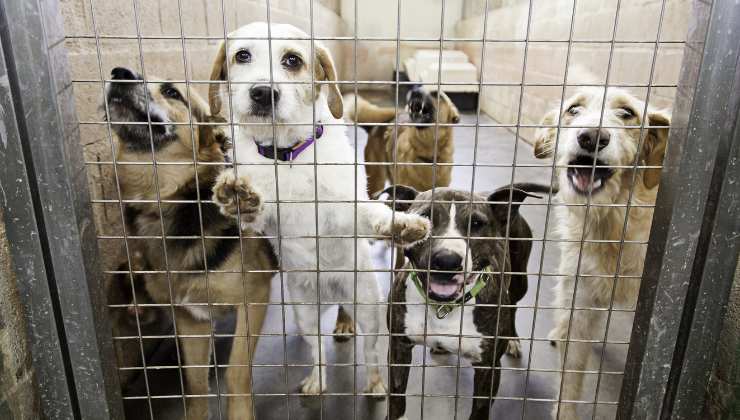 come scegliere un cane al canile fattori da valutare