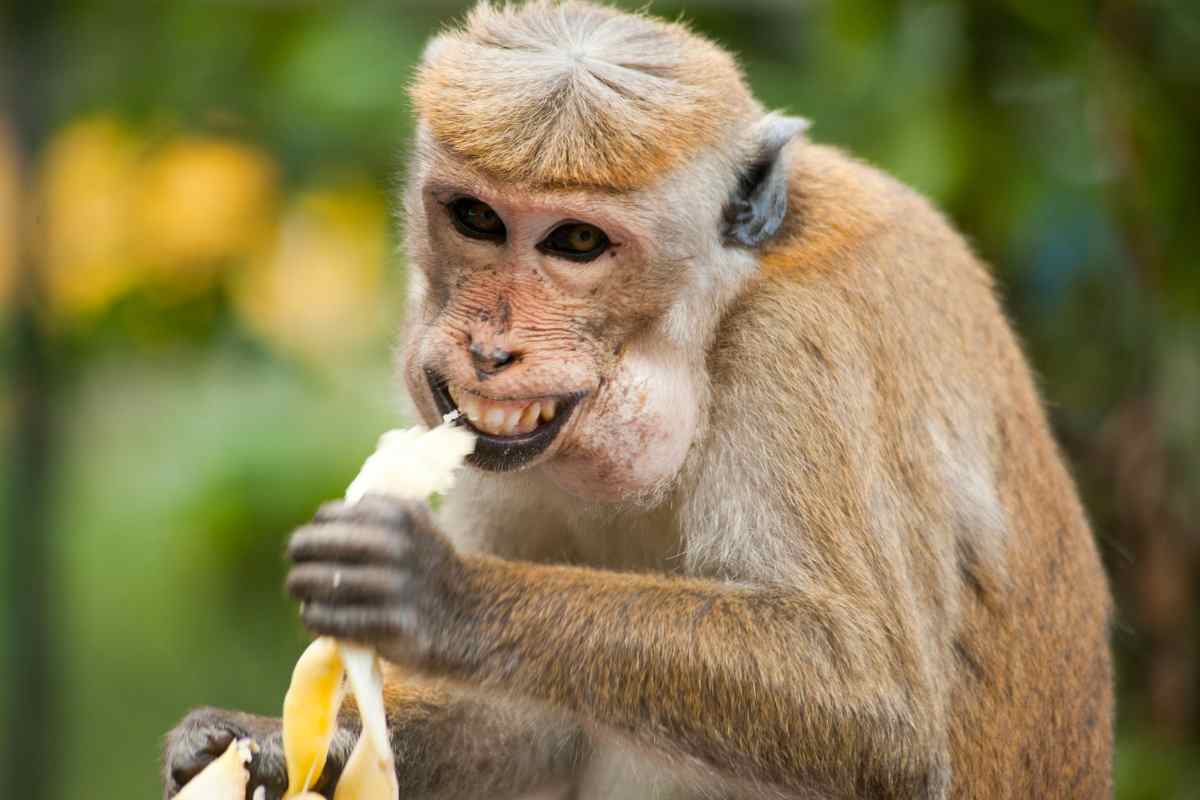 scimmia ruba cibo occhiali umani bali video 