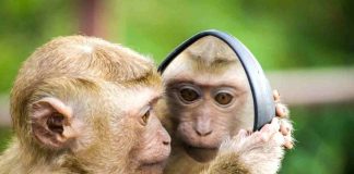Animali più intelligenti