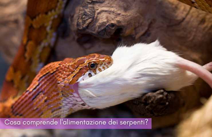 alimentazione serpenti