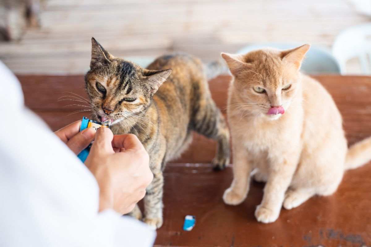 gatto graffi mobili danni domestici rimedi