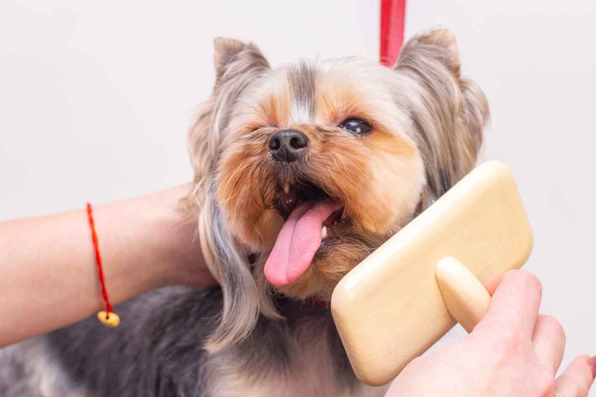 Spazzole per cani: come scegliere la migliore in base al pelo