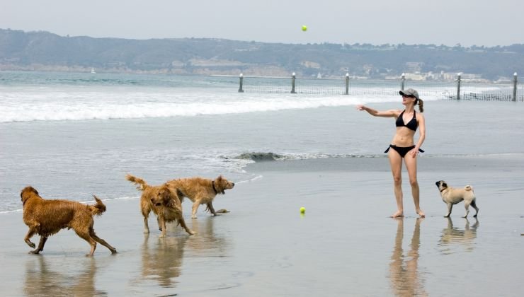 Spiagge Sardegna cani