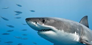squali nei mari italiani dove sono stati avvistati