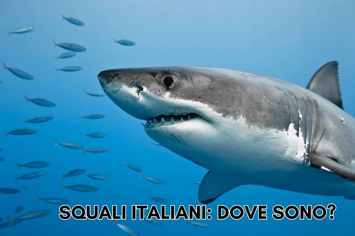 squali nei mari italiani dove sono stati avvistati