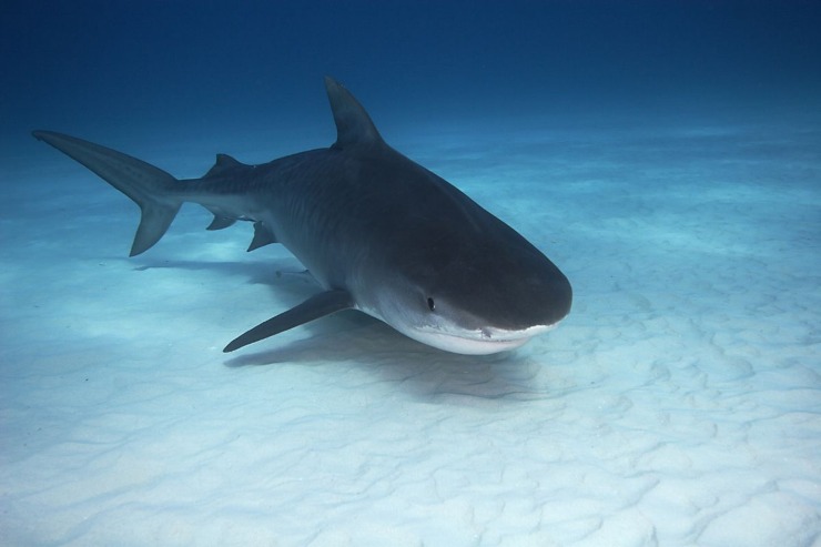 Allarme squalo tigre alle Hawaii: il video terrificante