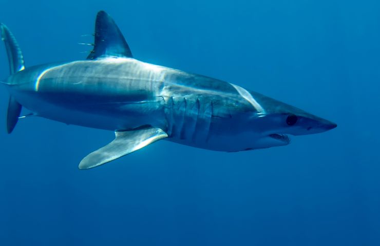 squali nei mari italiani dove sono stati avvistati