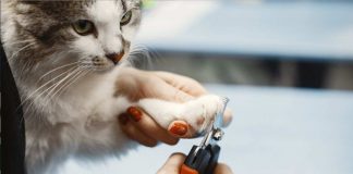 come e quando tagliare le unghie al gatto