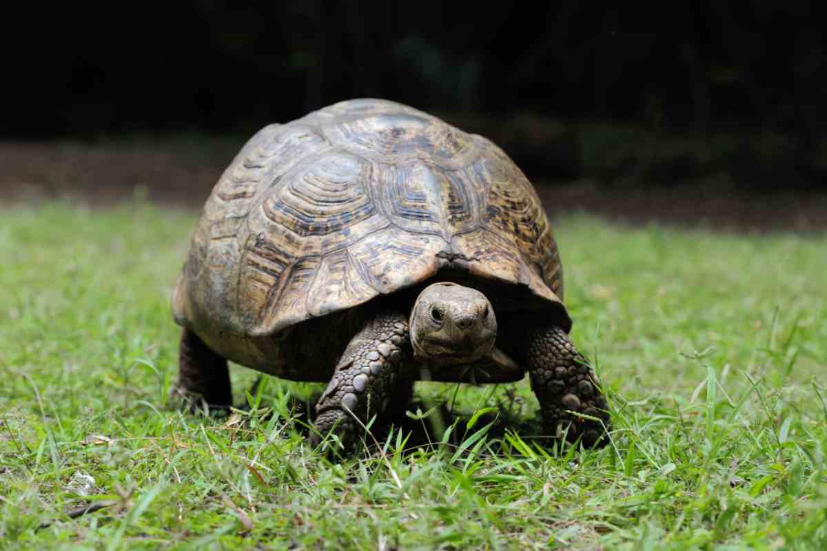 Si può tenere in casa una tartaruga di terra? Bisogna predisporre diverse aree, cosa c'è da sapere - Velvet Pets