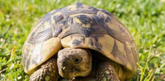 tartaruga di terra come individuare il sesso