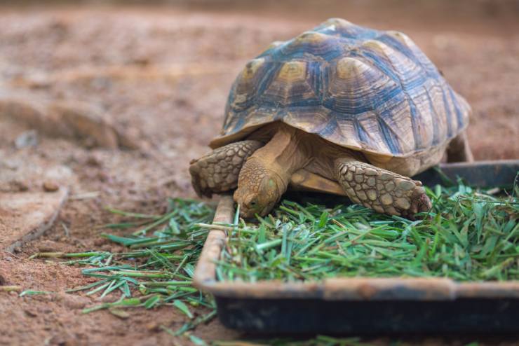 Come prendersi cura di una tartaruga di terra