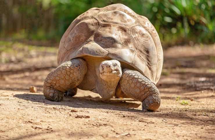 animale più longevo del mondo