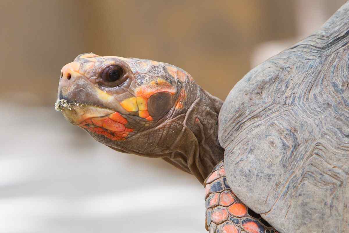 tartaruga Manuel è stato ritrovato: si trovava in soffitta