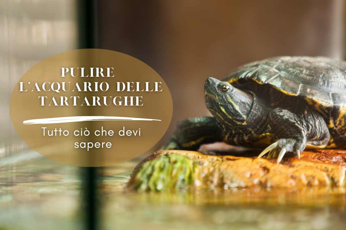 tartarughe acqua dolce pulizia acquario