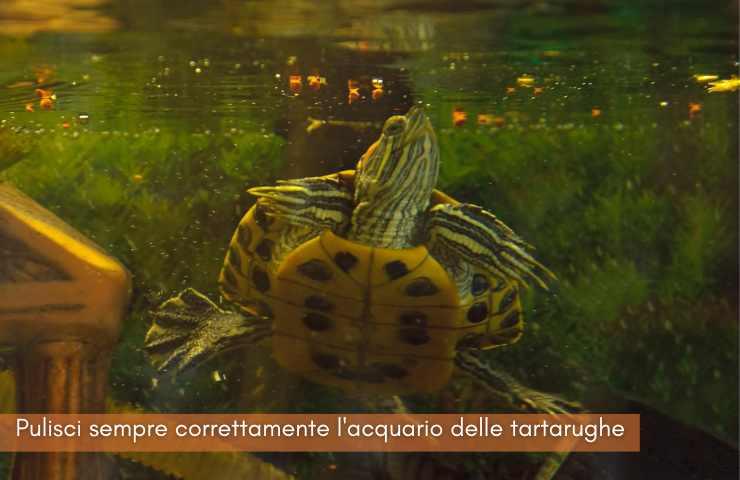 tartarughe acqua dolce pulizia acquario